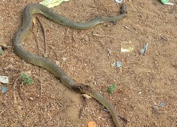 NSF: Athletes, Officials Escape Snake Attack, As Blackout Envelopes Games Village 