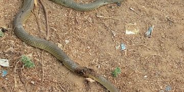 NSF: Athletes, Officials Escape Snake Attack, As Blackout Envelopes Games Village 