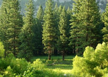 Anambra Industrialist Threatens To Dump One Million Tree Planting Initiative Over Apathy 