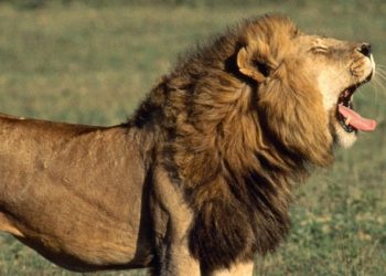 Ogun: Lion Kills Handler At Obasanjo Library’s Zoo