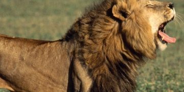 Ogun: Lion Kills Handler At Obasanjo Library’s Zoo