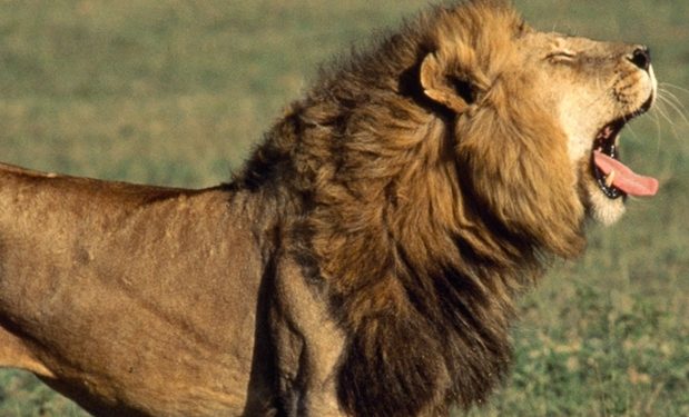 Ogun: Lion Kills Handler At Obasanjo Library’s Zoo