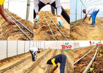 Teva Foods To Plant 200,000 Fruit Trees In Southeast 
