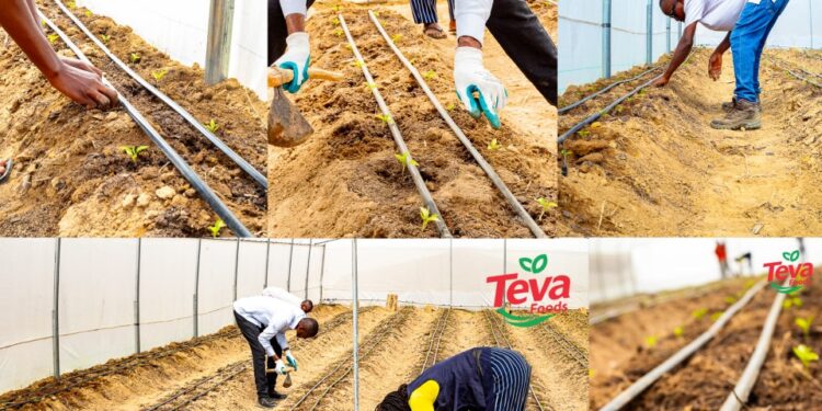 Teva Foods To Plant 200,000 Fruit Trees In Southeast 